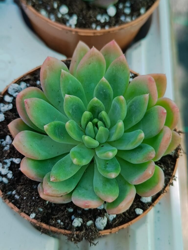 Siracactus-Succulente-Echeveria-troya.jpg