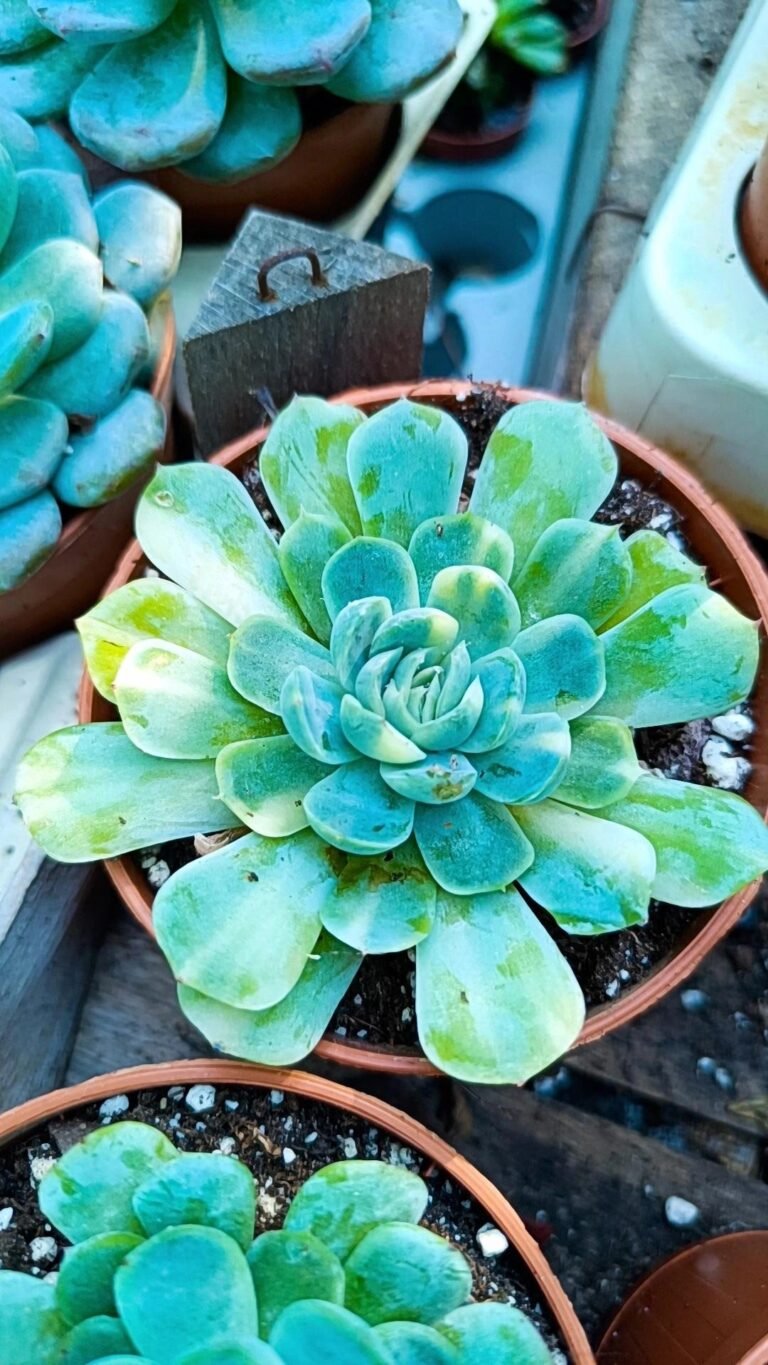 Siracactus-Succulente-Echeveria-twinberry-Variegata-korean.jpg