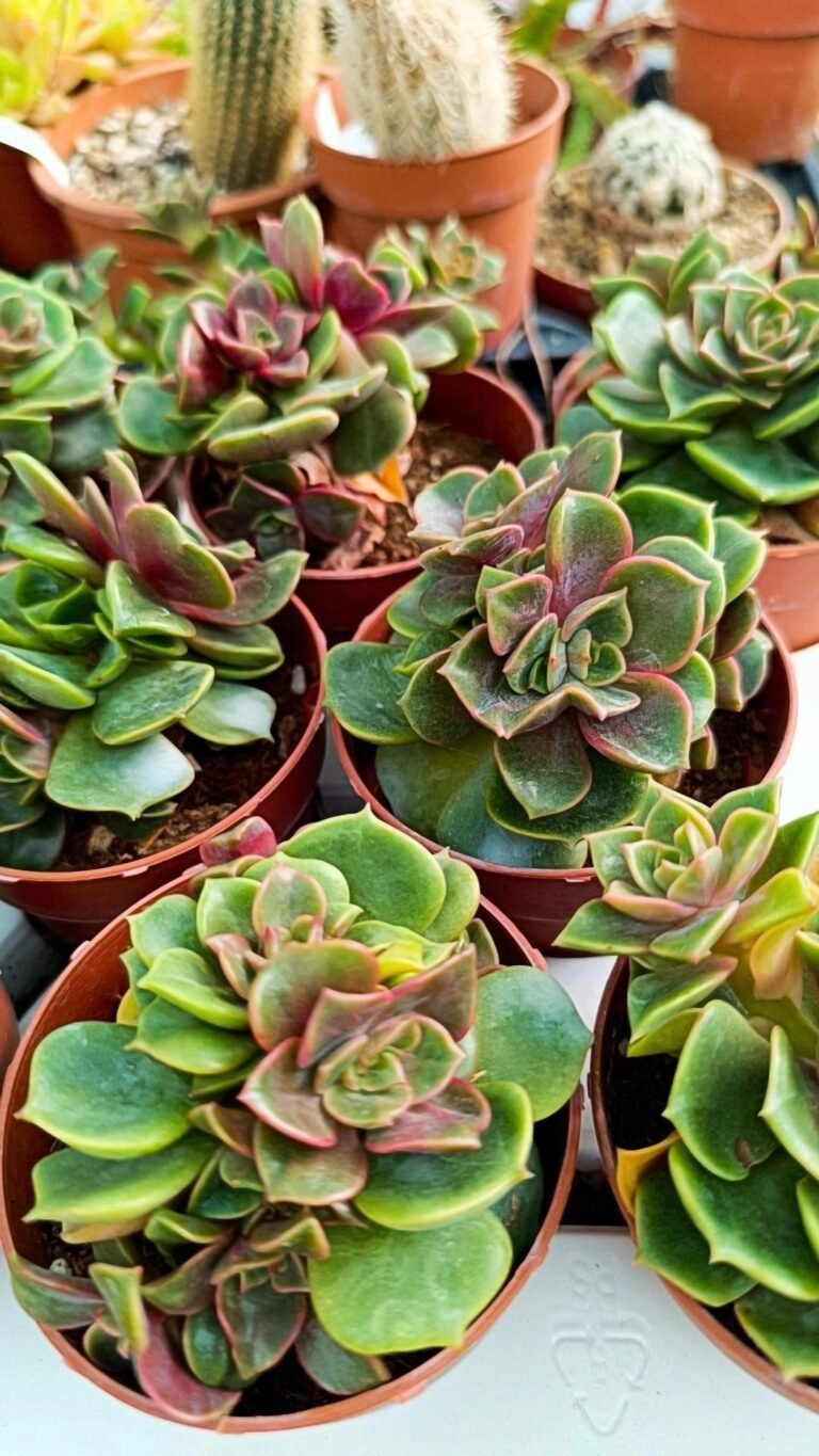 Siracactus-Succulente-Echeveria-vampire-Red-ball.jpg