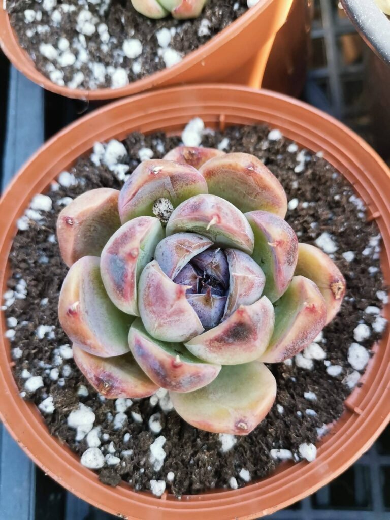 Siracactus-Succulente-Echeveria-white-soul-korean.jpg