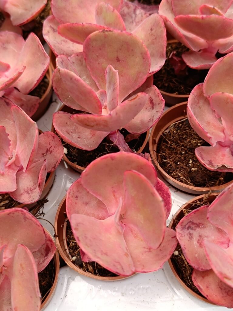 Siracactus-Succulente-Echeveria-x-crenulata.jpg