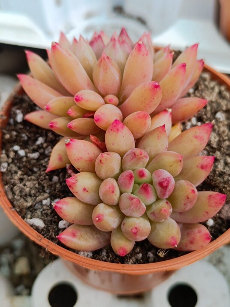 Siracactus-Succulente-Echeveria-yeonji-korean-1.jpg