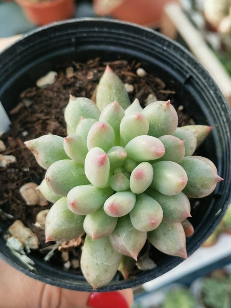 Siracactus-Succulente-Echeveria-yeonji-korean.jpg