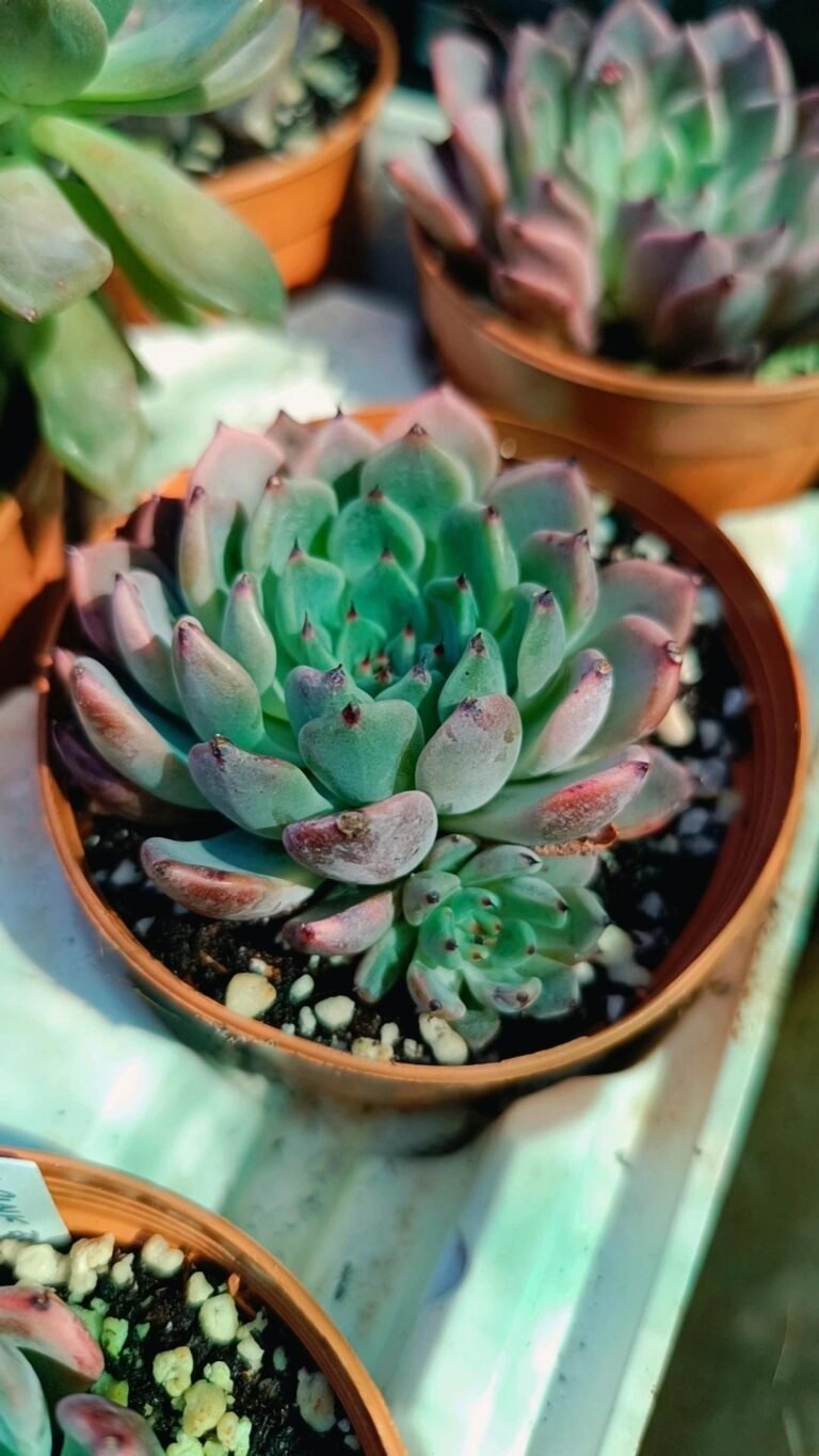 Siracactus-Succulente-Echeveria-zaragozae-Pink.jpg
