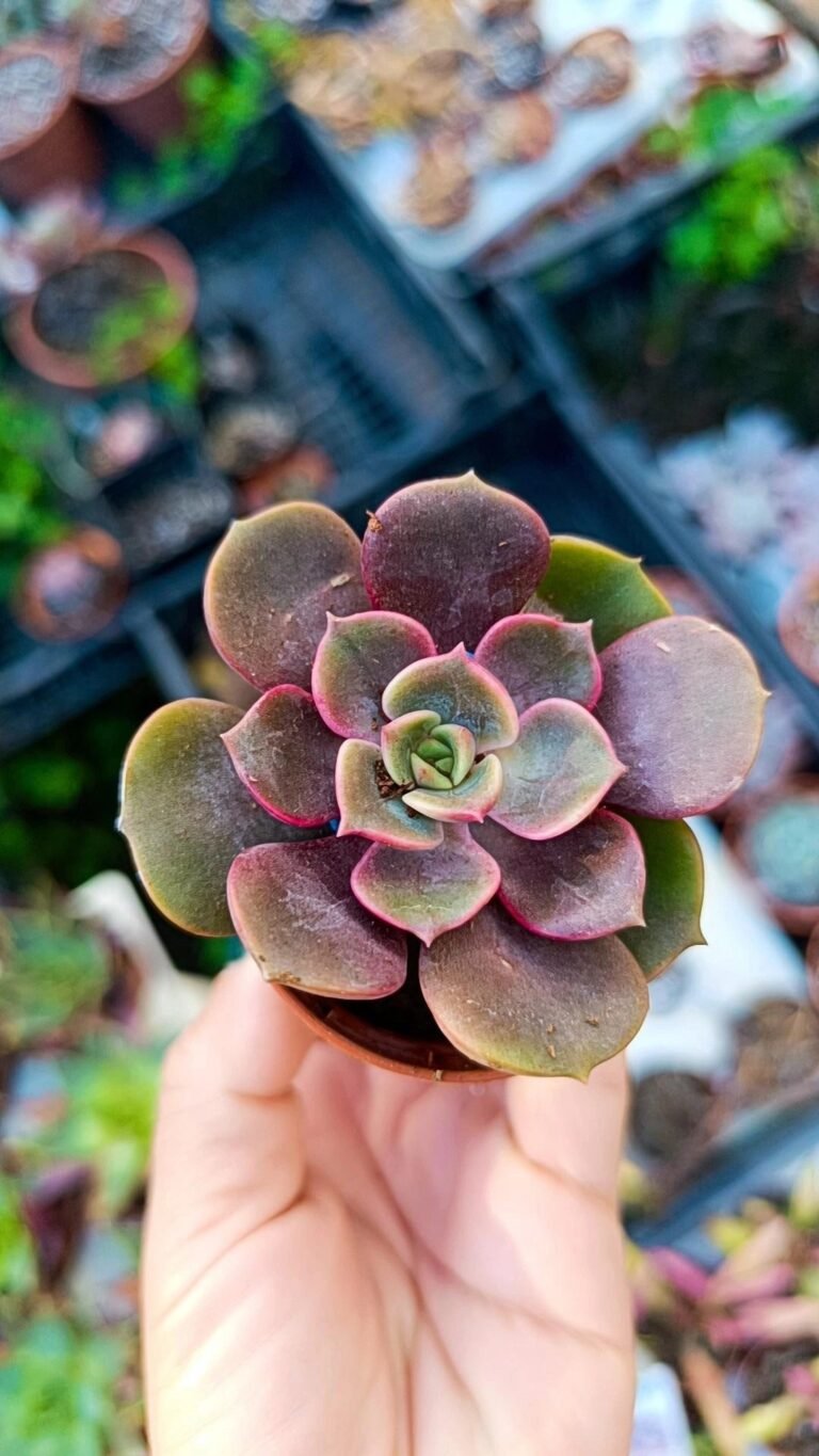 Siracactus-Succulente-Echeveria-zestar.jpg