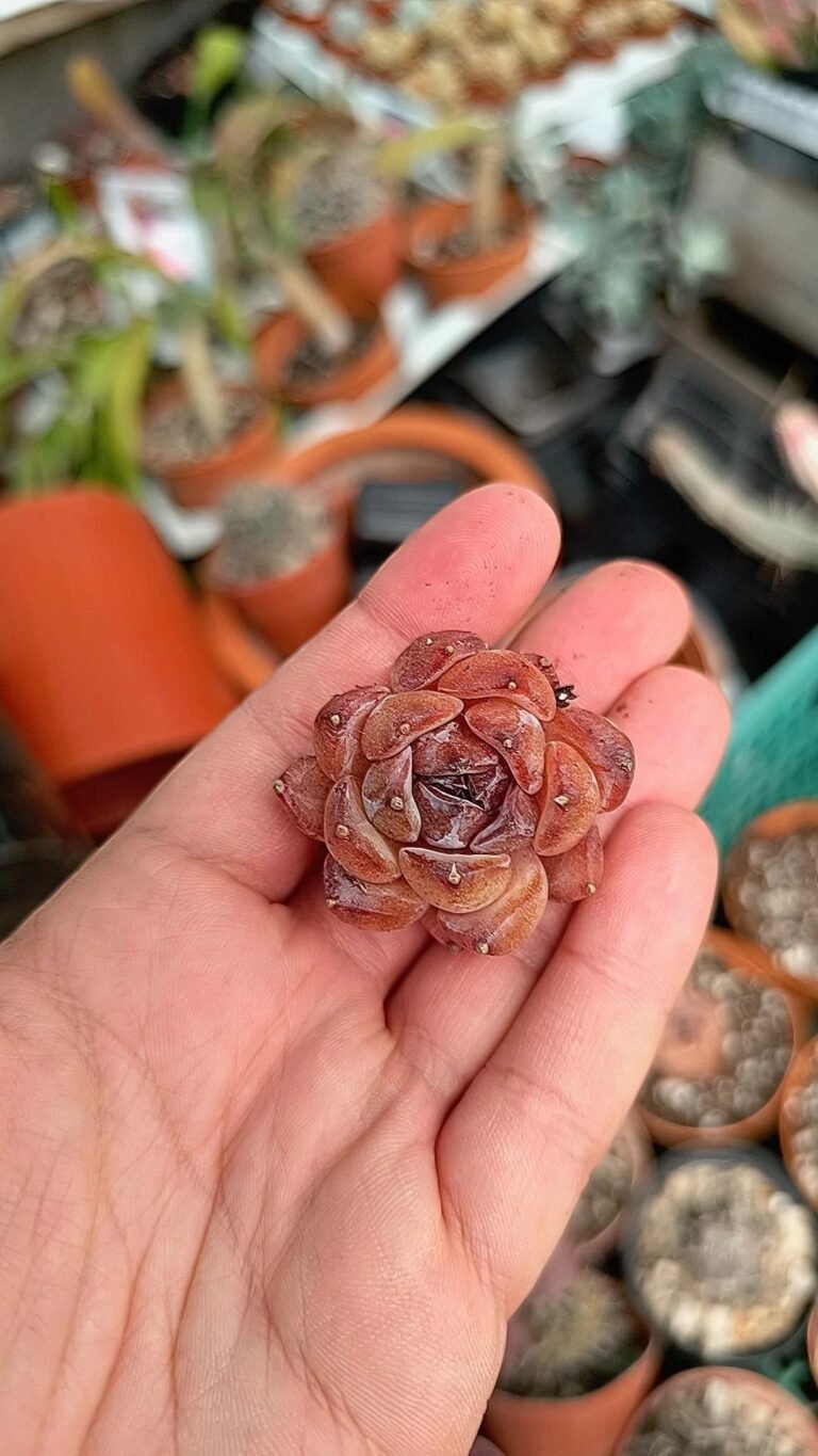 Siracactus-Succulente-Echeveria-zijin-korean.jpg