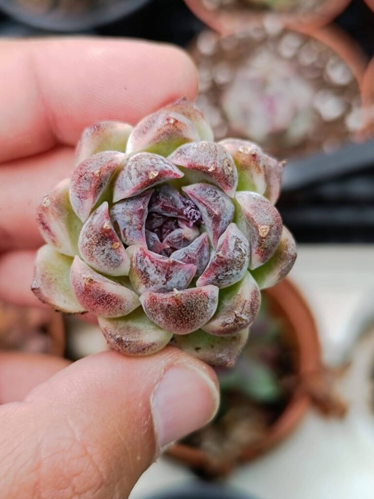 Siracactus-Succulente-Echeveria-zixia-o-lavender-cloud-korean.jpg