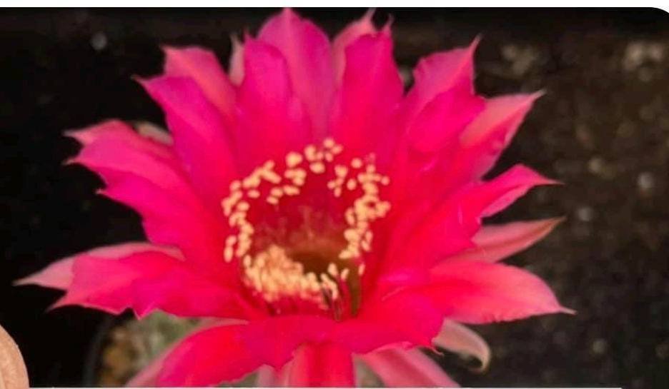 Siracactus-Succulente-Echinopsis-hybrid-392-2021.jpg