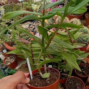 Epidendrum ibaguense