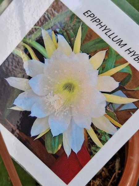 Siracactus-Succulente-Epiphyllum-Hybrid-3.jpg