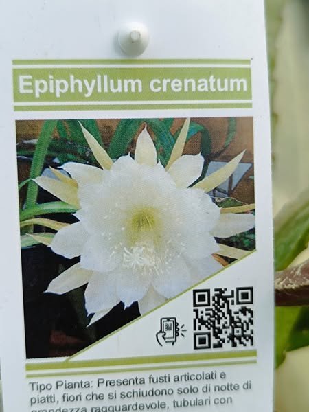 Siracactus-Succulente-Epiphyllum-crenatum-f-bianco-o-lingua-di-suocera.jpg