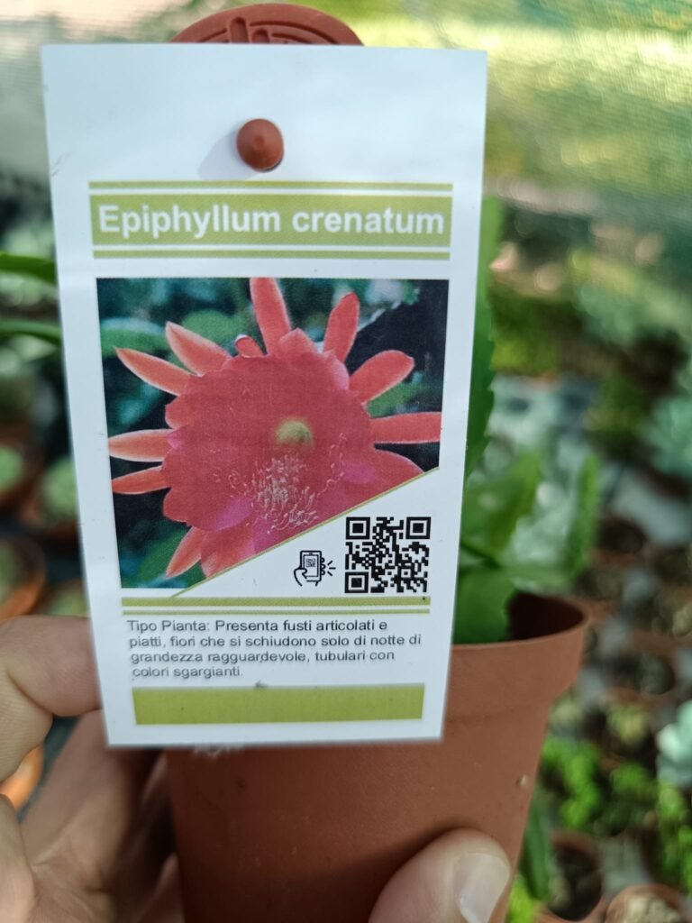Siracactus-Succulente-Epiphyllum-crenatum-f-fucsia.jpg