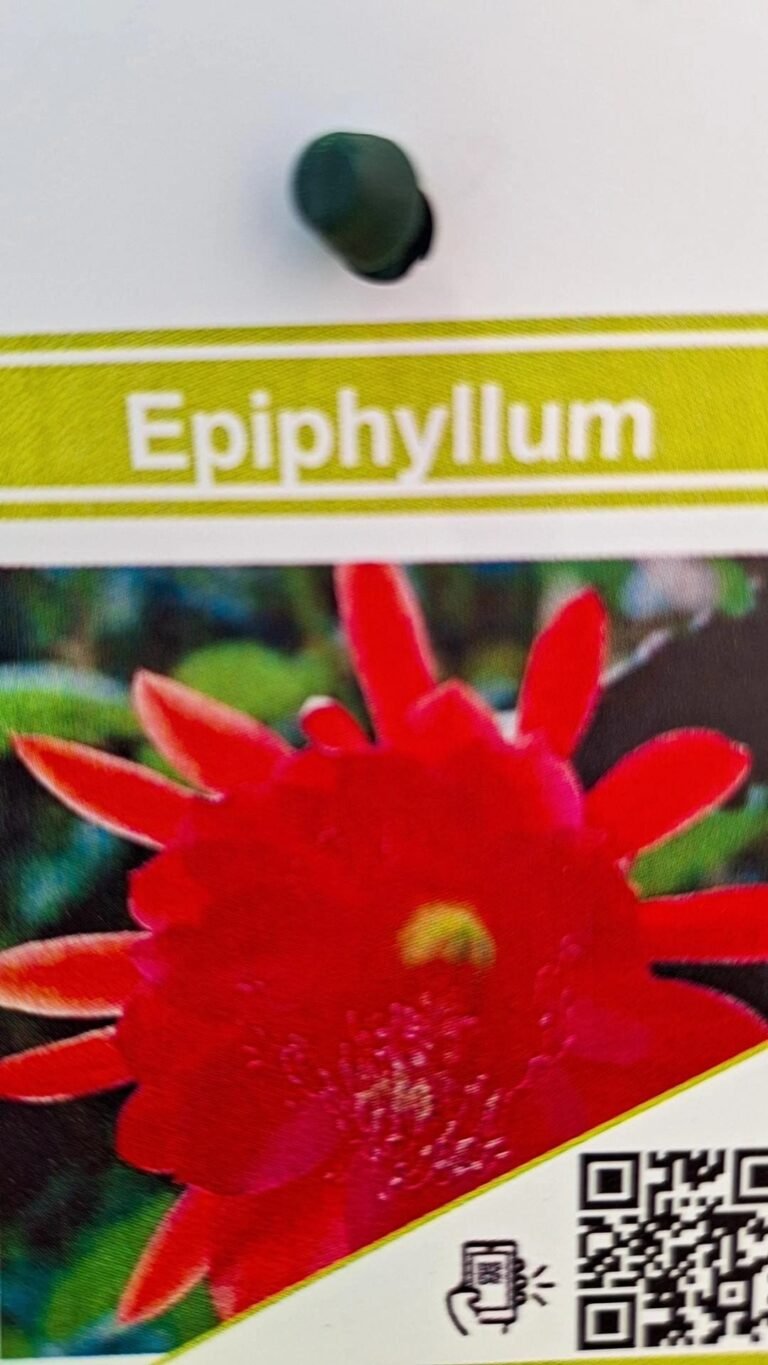 Siracactus-Succulente-Epiphyllum-crenatum-fiore-rosso.jpg