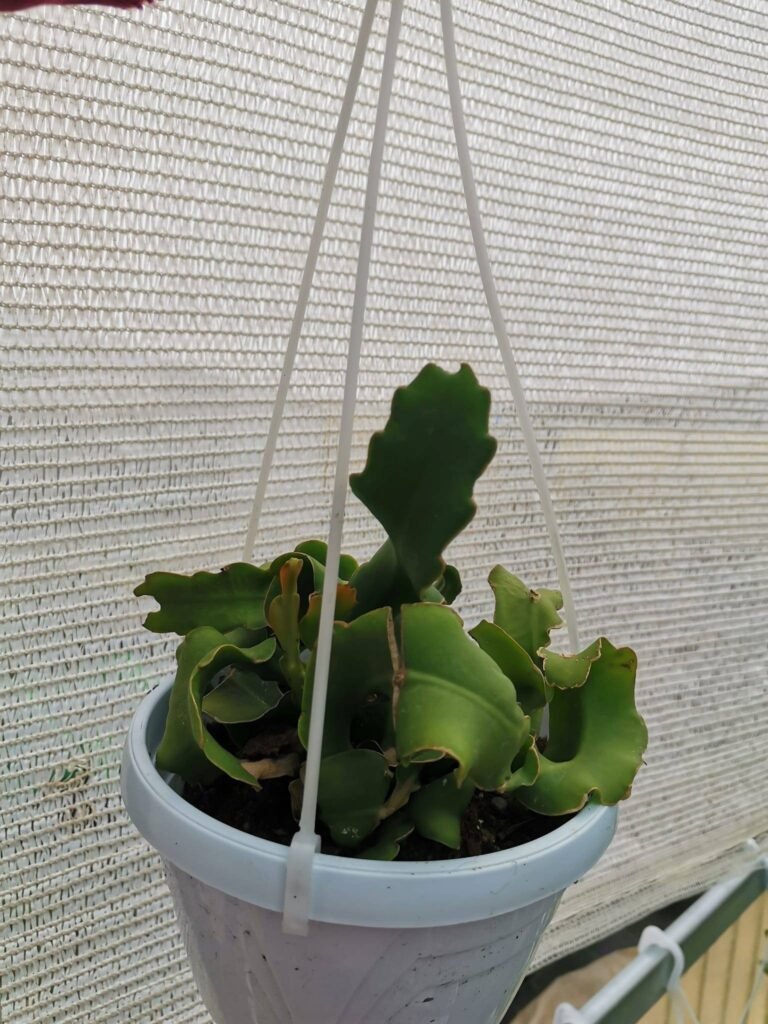 Siracactus-Succulente-Epiphyllum-guatemalense-Mostruosa-1.jpg