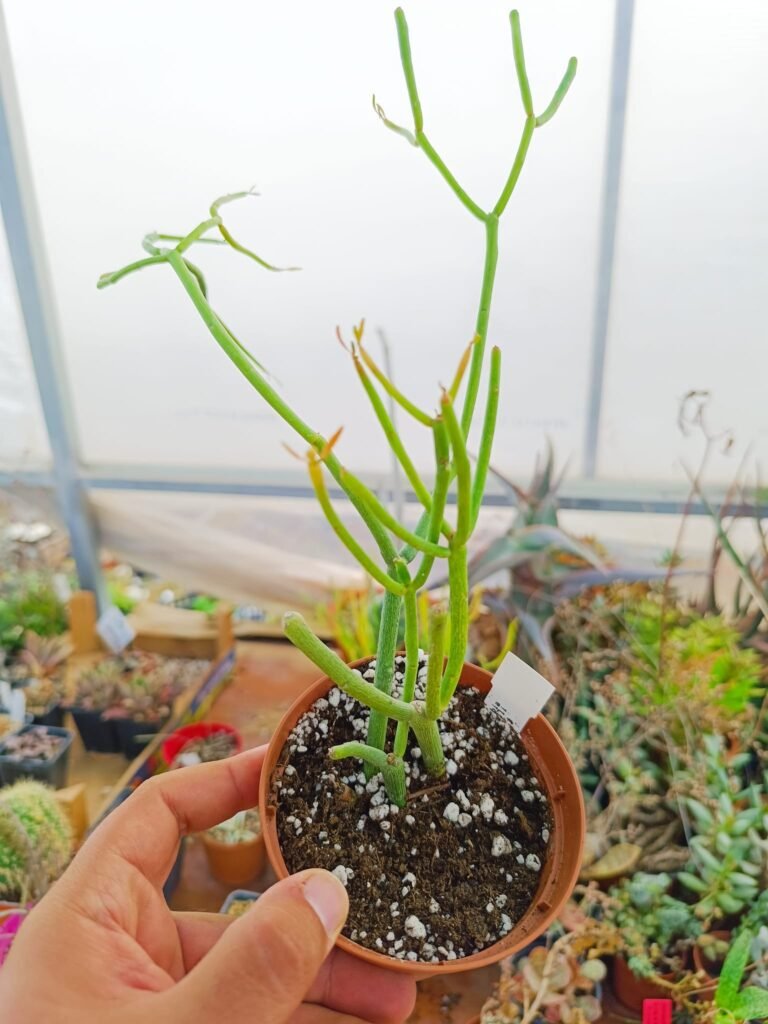 Siracactus-Succulente-Euphorbia-tirucalli-sticks-on-fire.jpg