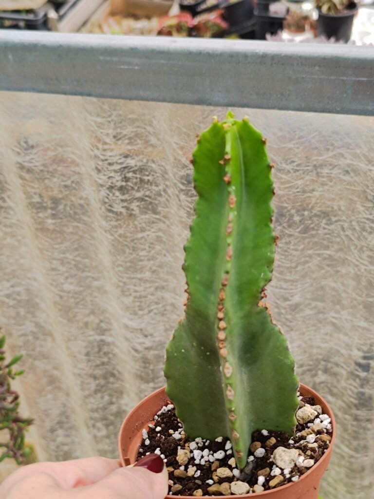 Siracactus-Succulente-Euphorbiaceae-Euphorbia-eritrea.jpg