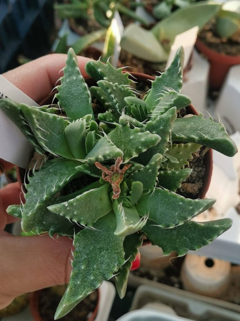Siracactus-Succulente-Faucaria-tuberculosa.jpg