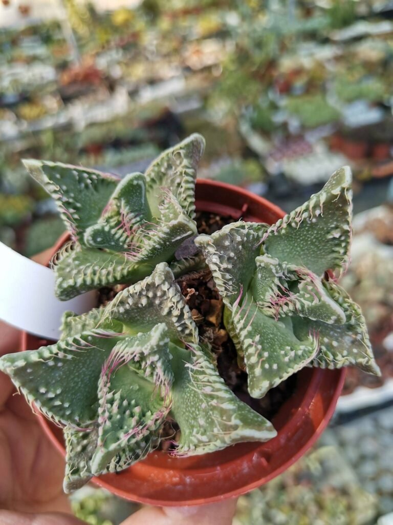 Siracactus-Succulente-Faucaria-tuberculosa-cv-Super-Warty-Pink-Selection.jpg