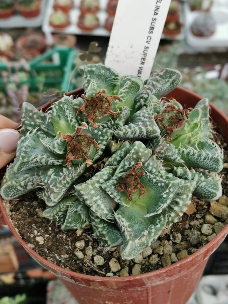 Siracactus-Succulente-Faucaria-tuberculosa-cv-super-warty-2-1.jpg
