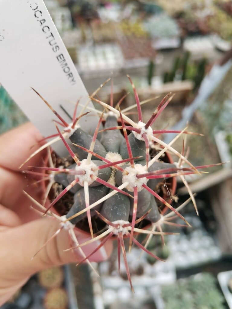 Siracactus-Succulente-Ferocactus-emoryi.jpg