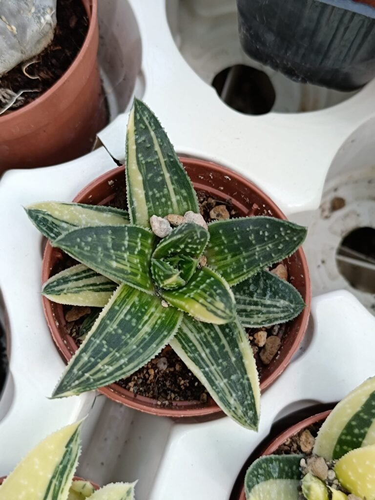 Siracactus-Succulente-Gasteraloe-beguinii-Variegata.jpg