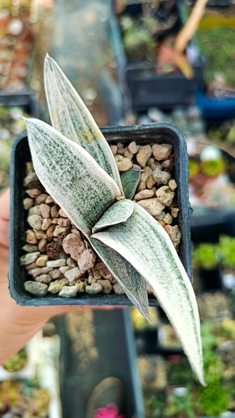 Siracactus-Succulente-Gasteria-batesiana-White-Variegata.jpg