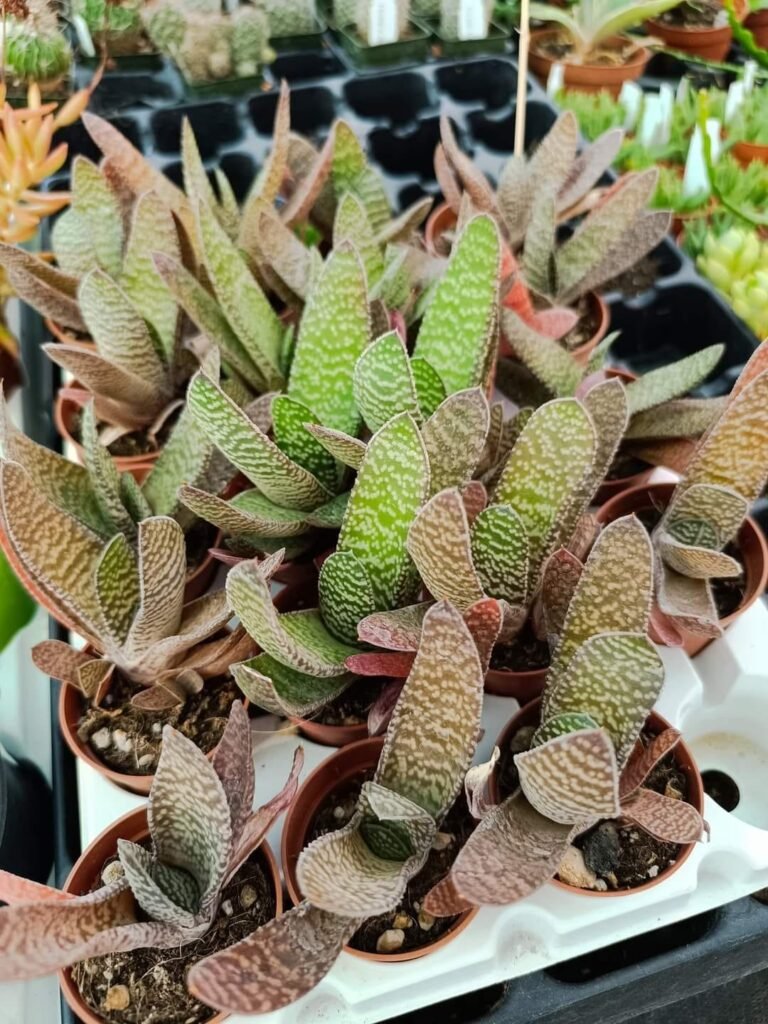 Siracactus-Succulente-Gasteria-bicolor.jpg