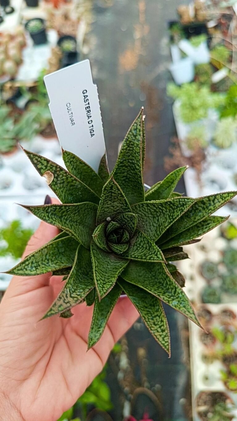 Siracactus-Succulente-Gasteria-d-tiga-1.jpg