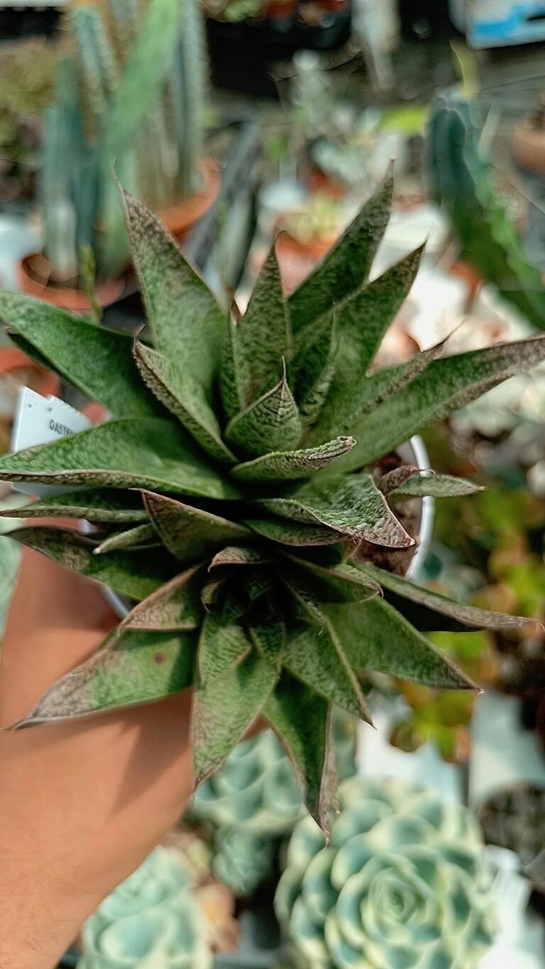 Siracactus-Succulente-Gasteria-d-tiga.jpg