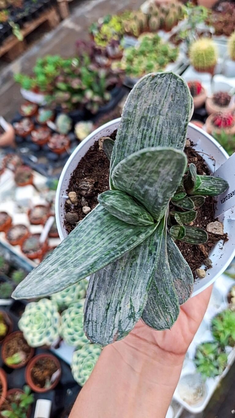 Siracactus-Succulente-Gasteria-obtusa-variegata.jpg