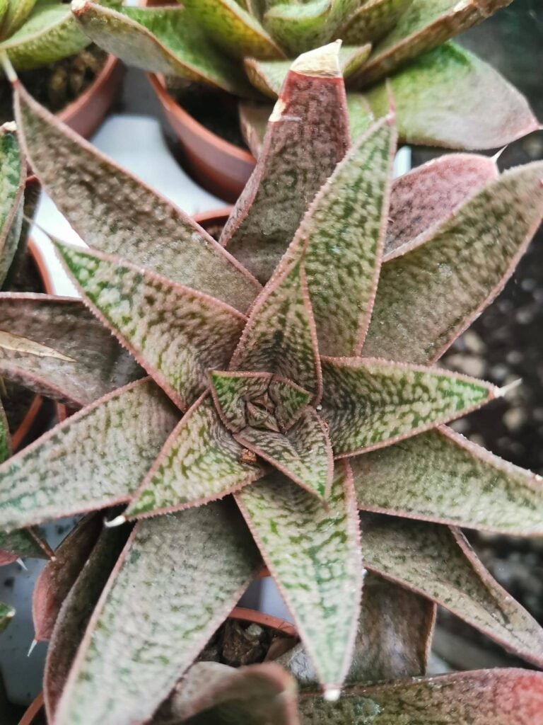 Siracactus-Succulente-Gasteria-sp-1.jpg