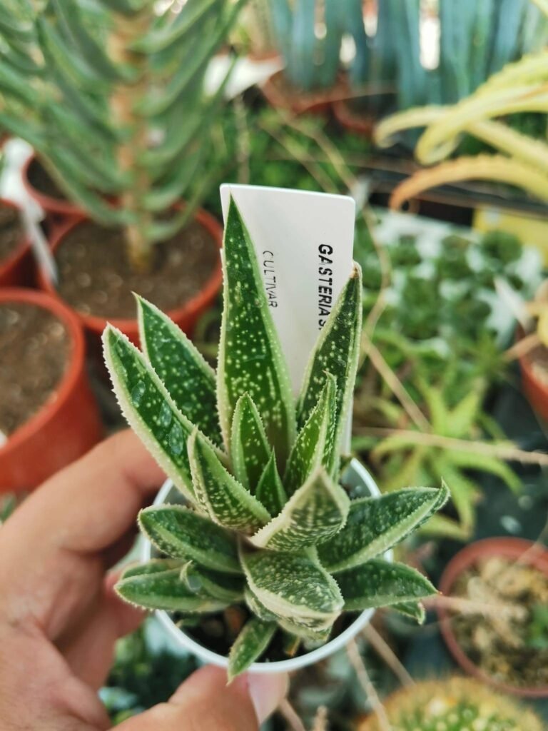 Siracactus-Succulente-Gasteria-spirit-2-1.jpg