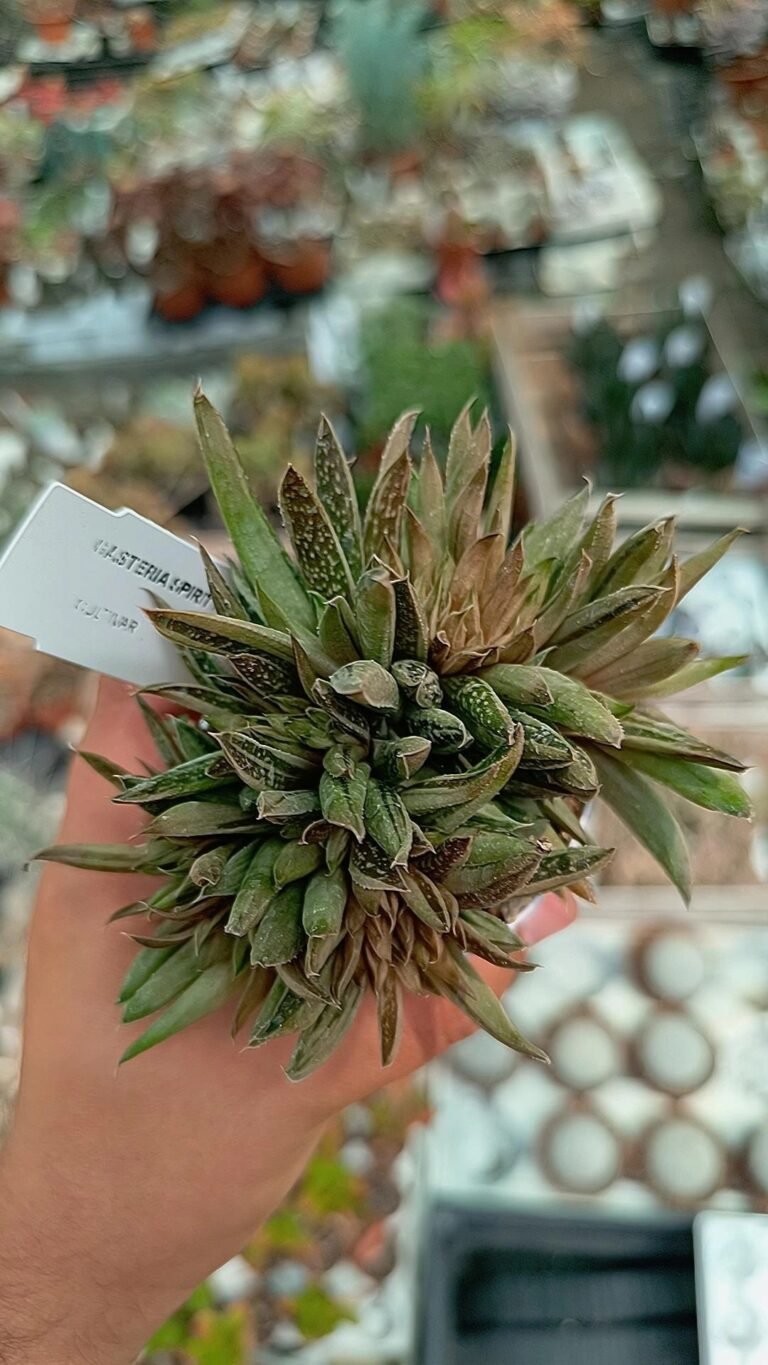 Siracactus-Succulente-Gasteria-spirit-crestata-1.jpg