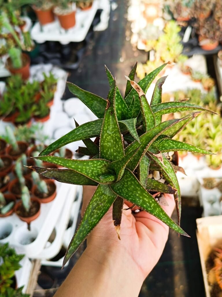 Siracactus-Succulente-Gastrolea-gasteria-carinata-x-aloe-jucunda-2.jpg