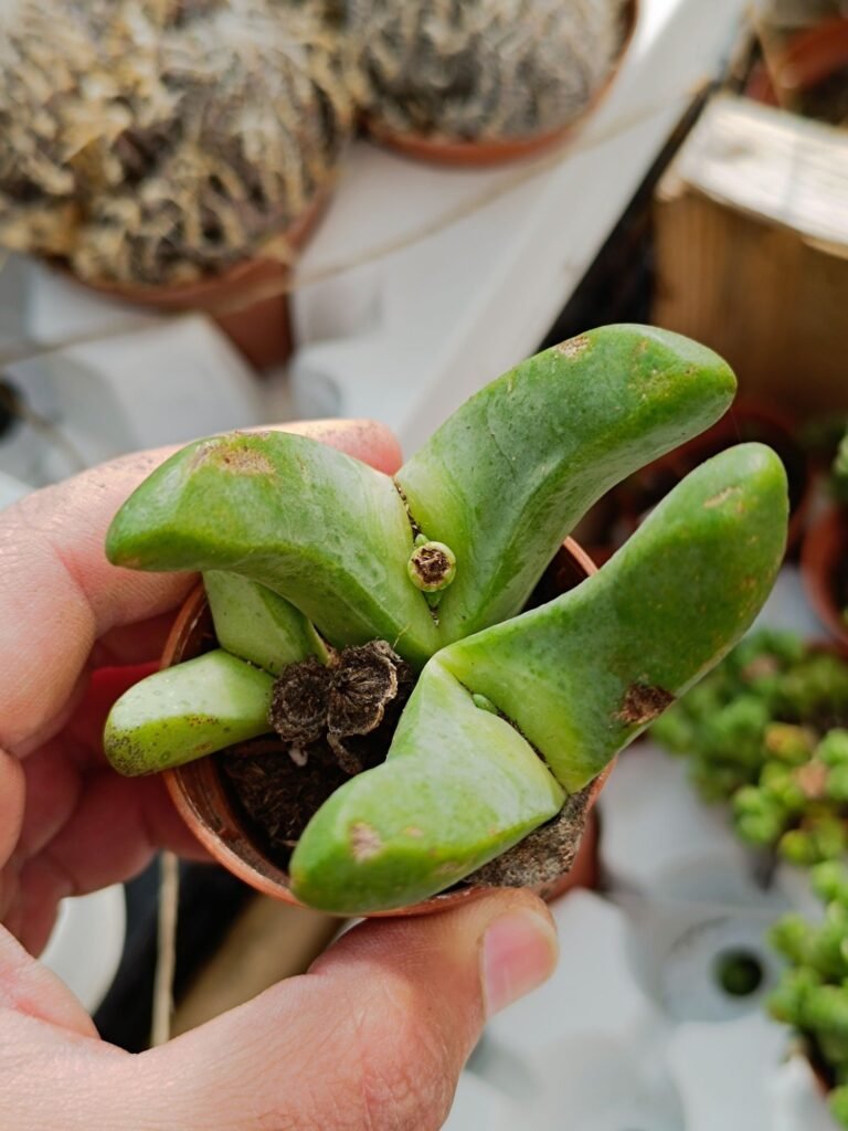 Siracactus-Succulente-Glottiphyllum-SP.jpg