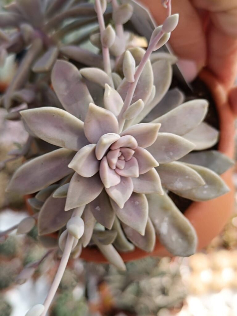 Siracactus-Succulente-Graptopetalum-SP.jpg