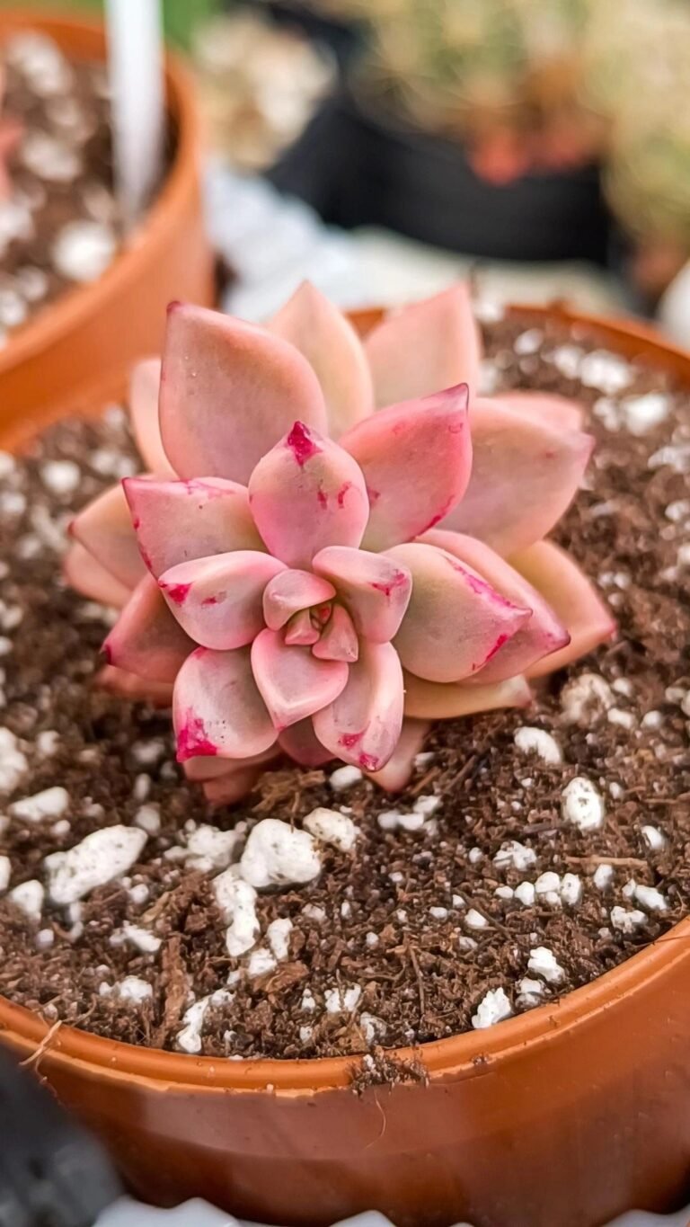 Siracactus-Succulente-Graptopetalum-armand-Variegata-korean.jpg