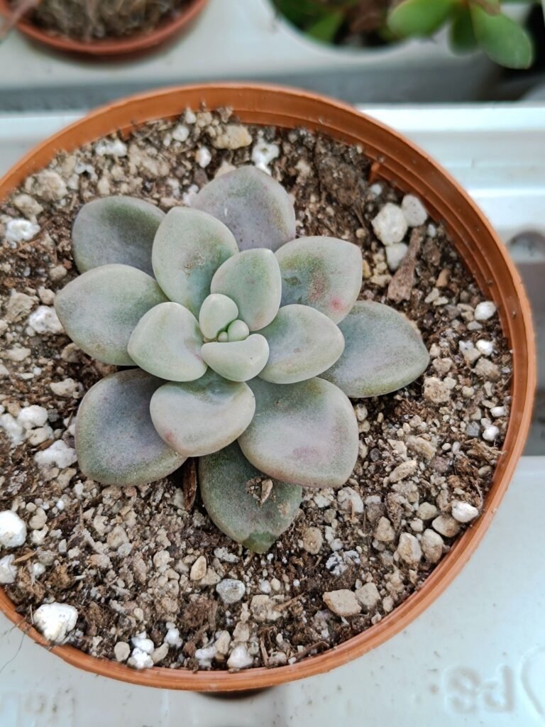 Siracactus-Succulente-Graptopetalum-ellen.jpg