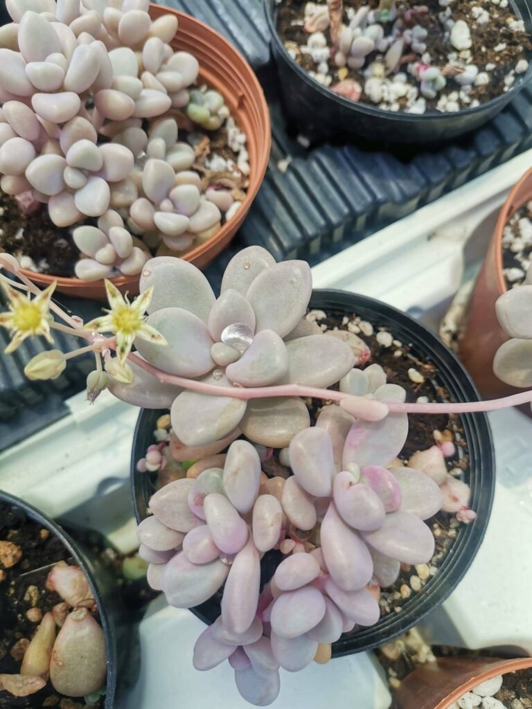 Siracactus-Succulente-Graptopetalum-ellen-korean-4.jpg