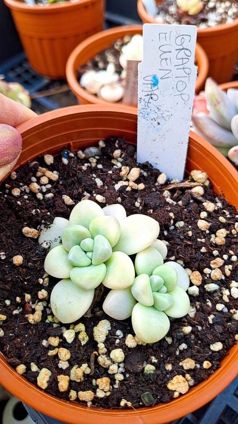 Siracactus-Succulente-Graptopetalum-ellen-variegata-korean-1.jpg