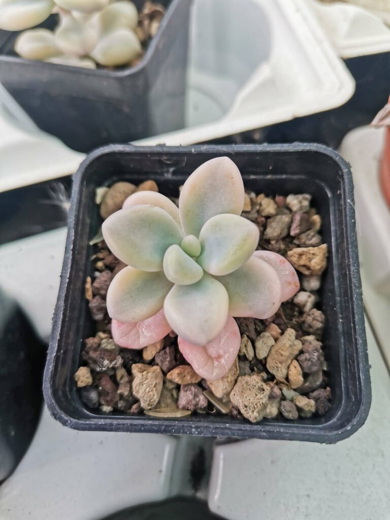 Siracactus-Succulente-Graptopetalum-ellen-variegata-korean.jpg