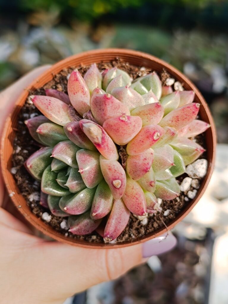 Siracactus-Succulente-Graptopetalum-gremlin-korean.jpg