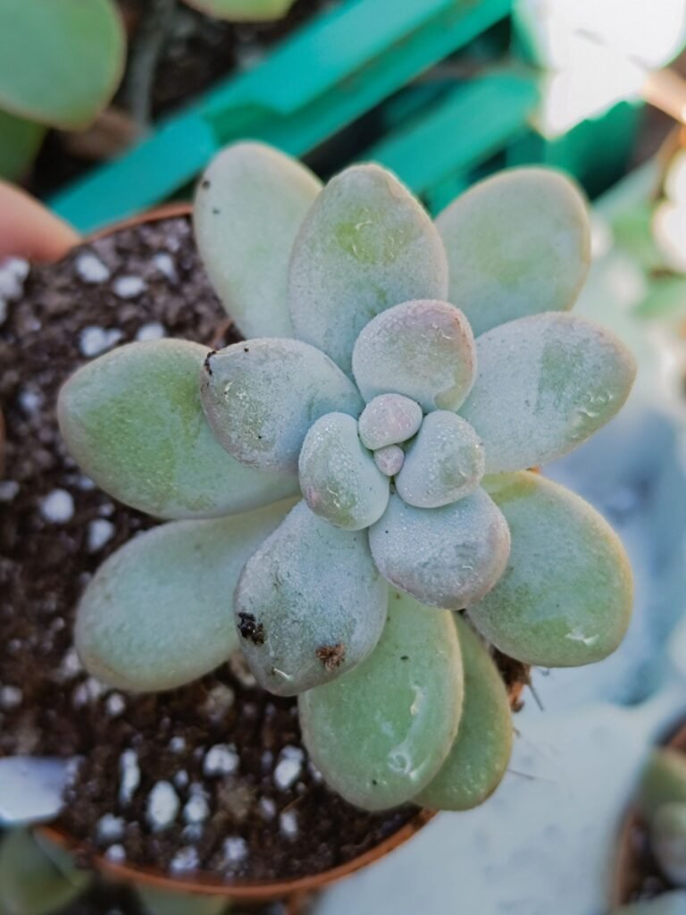 Siracactus-Succulente-Graptopetalum-mendozae-x-lilacina-x-oviferum-3.jpg