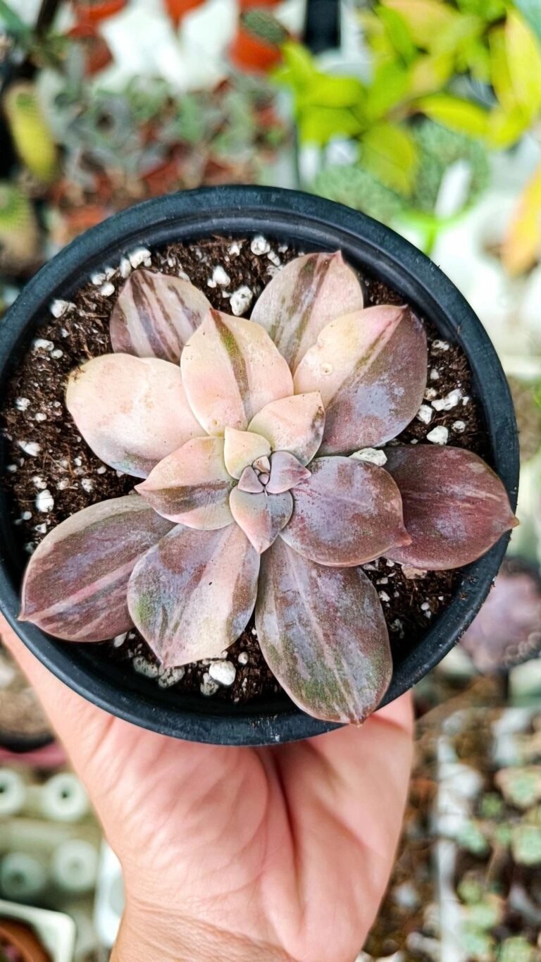 Siracactus-Succulente-Graptopetalum-pentandrum-superbum-variegata.jpg