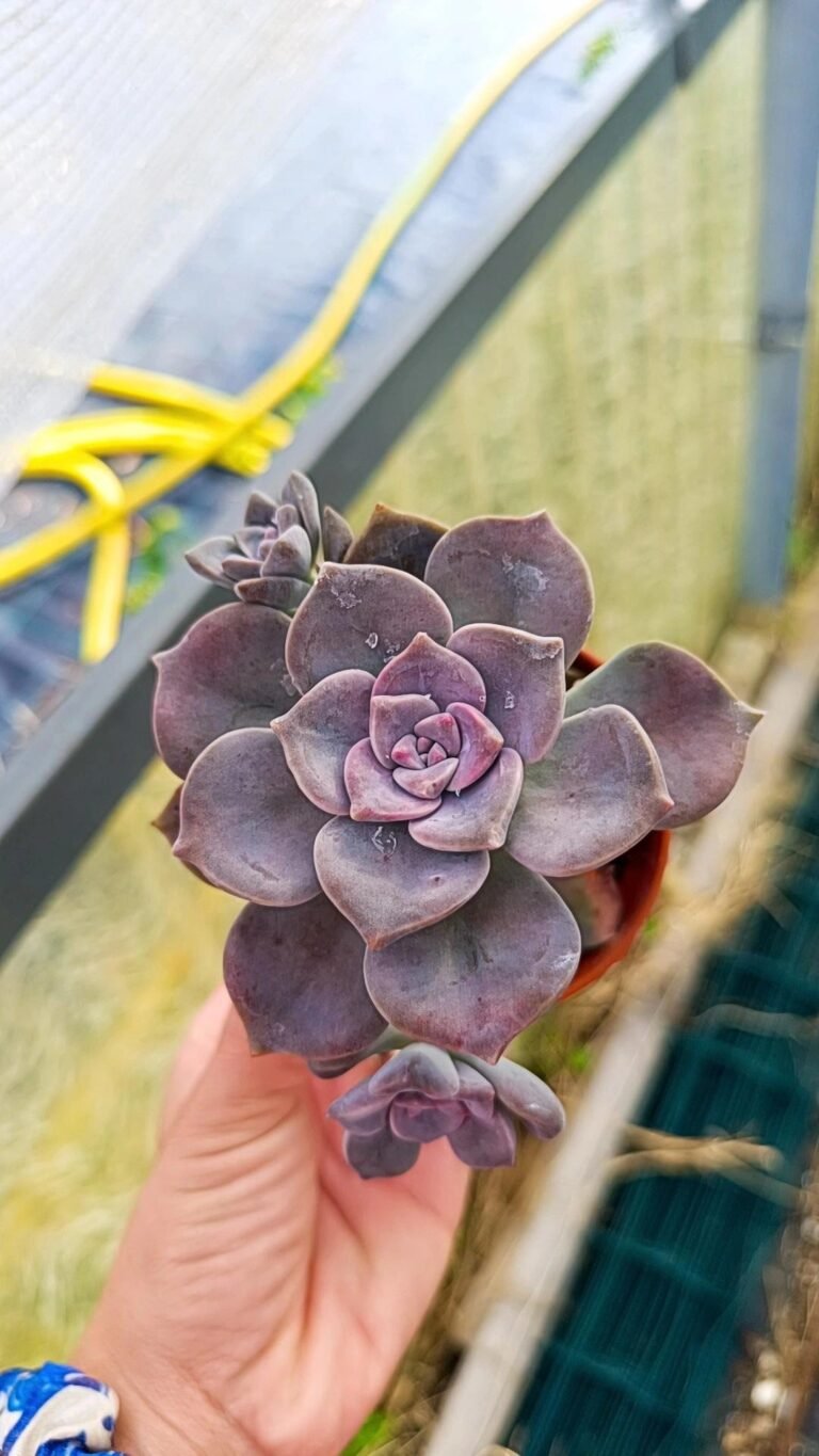 Siracactus-Succulente-Graptopetalum-purple-delight-2.jpg