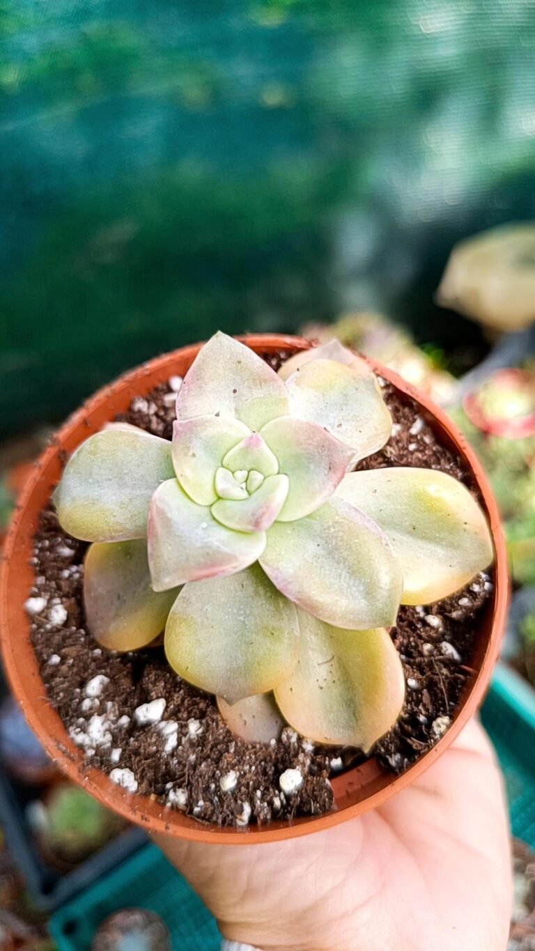 Siracactus-Succulente-Graptopetalum-purple-delight-Variegata-korean-1.jpg