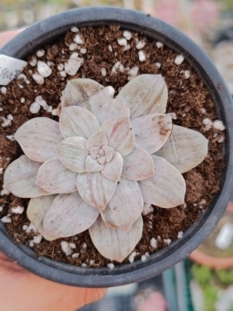 Siracactus-Succulente-Graptopetalum-silverbum-korean.jpg