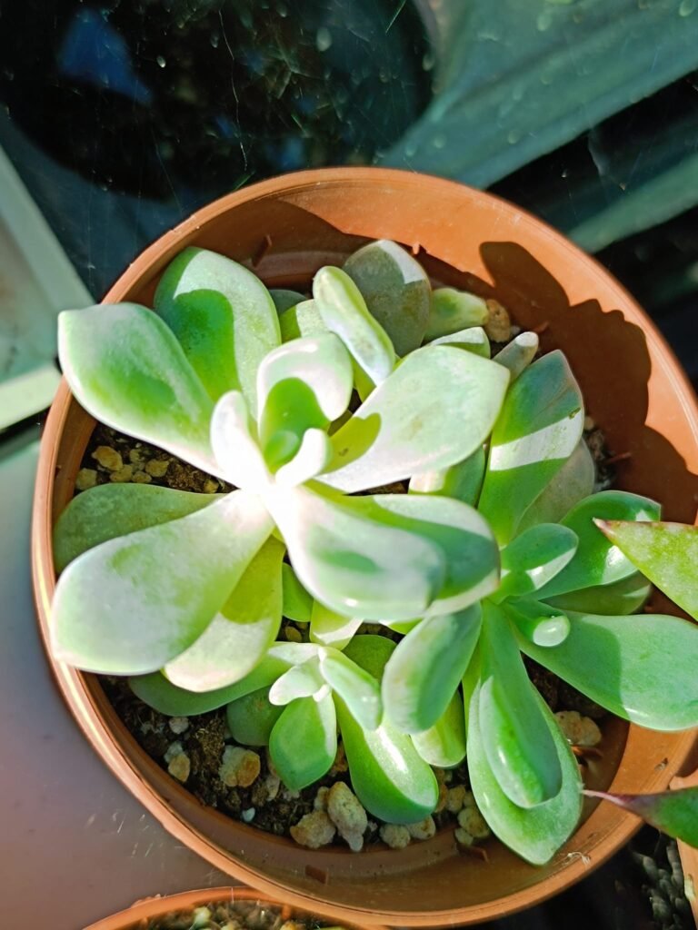 Siracactus-Succulente-Graptophyria-graine-de-jour-1.jpg