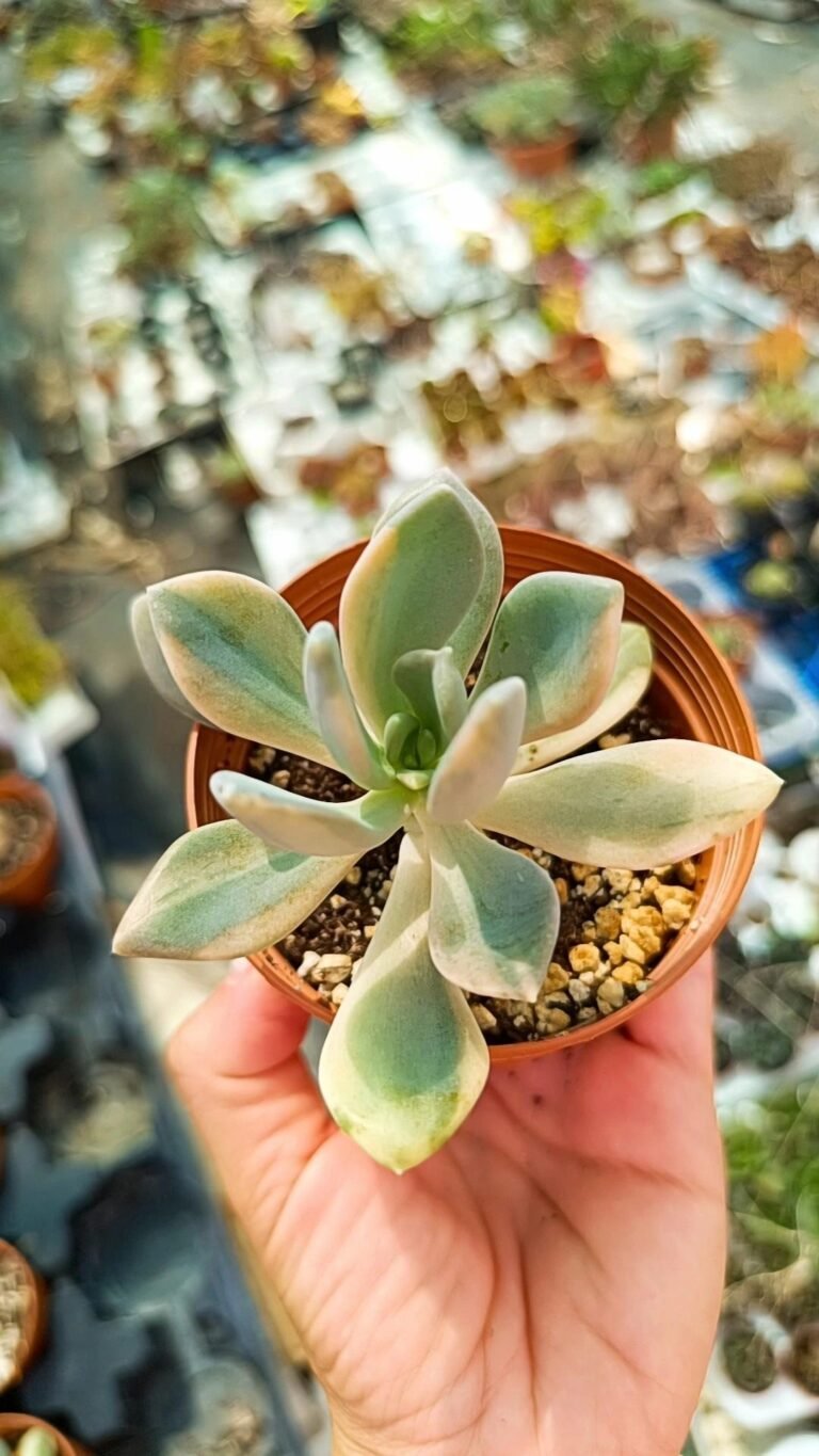 Siracactus-Succulente-Graptophytum-supreme-Variegata.jpg