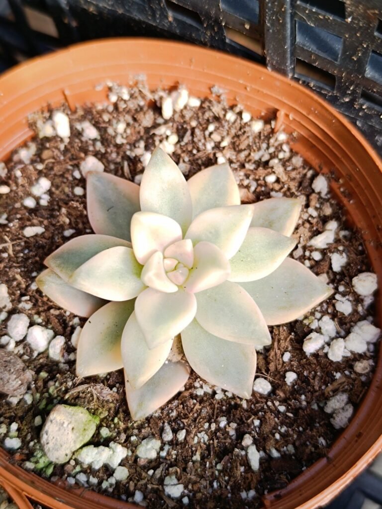 Siracactus-Succulente-Graptosedum-White-ghosty-Variegata-korean.jpg
